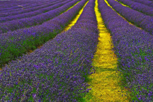 Holistic Remedy For Migraine Relief Using Essentail Lavender Oil