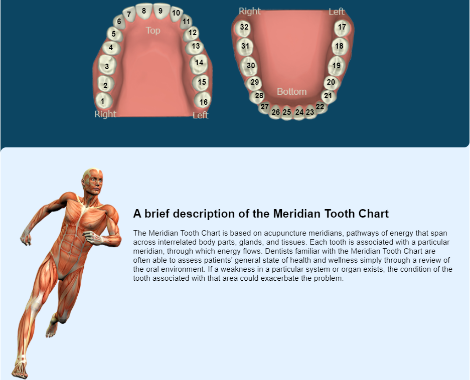 How Your Teeth Are Linked To Your Energy Meridians Jaclyn Creations 4595