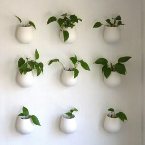 Generate Your Own Purified Air With Mother Natures Money Plant