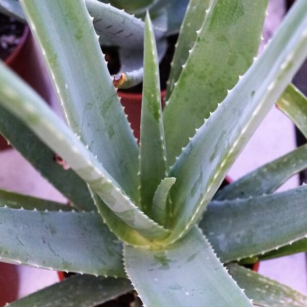 Aloe Vera Healing Plant