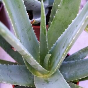 Aloe Vera Healing Plant
