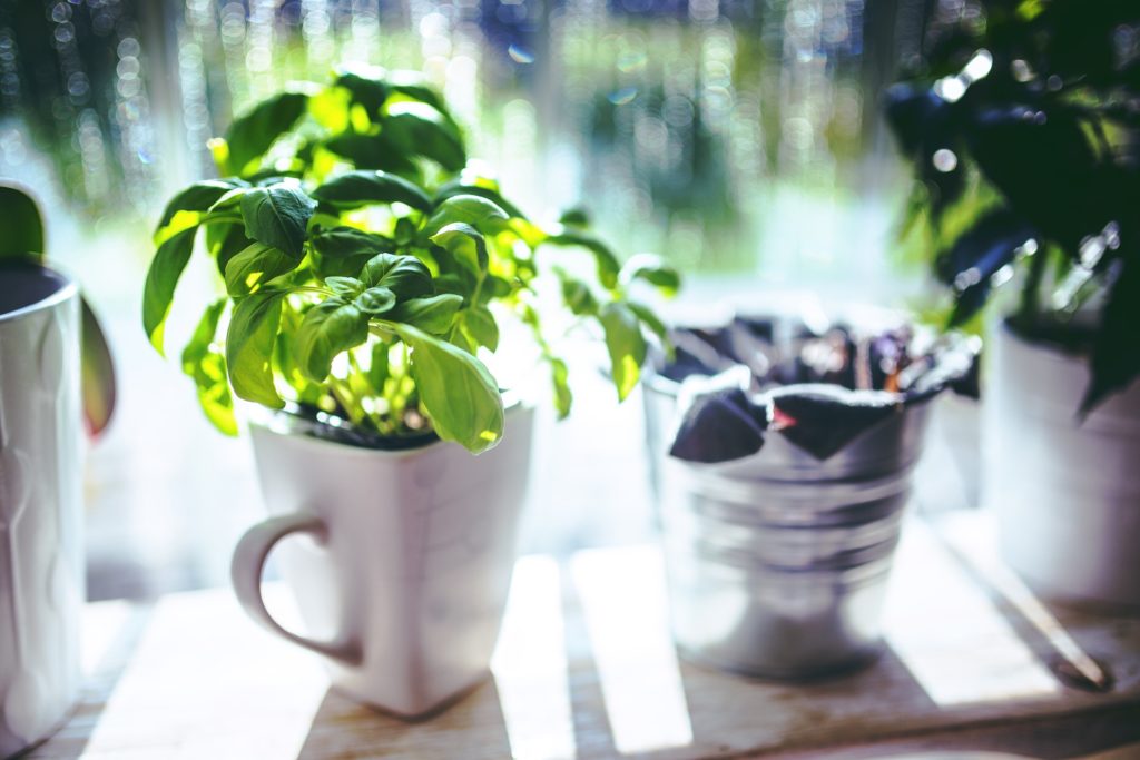 Holistic Uses Of Basil